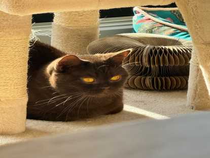 Chatte de type British Shorthair à donner