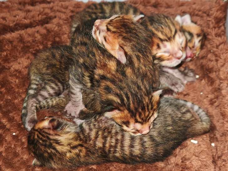 Chatons Toygers (minis tigres) à vendre
