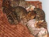 Chatons Toygers (minis tigres) à vendre
