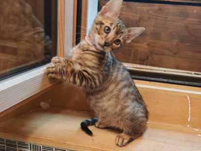 Chatons Toygers (minis tigres) à vendre
