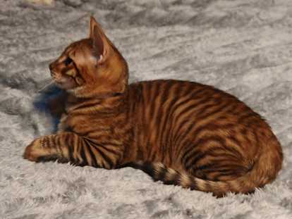 Chatons Toygers (minis tigres) à vendre