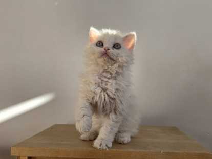 Chatons Selkirk Rex à réserver