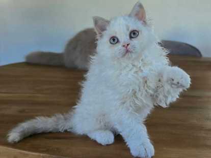 Chatons Selkirk Rex à réserver