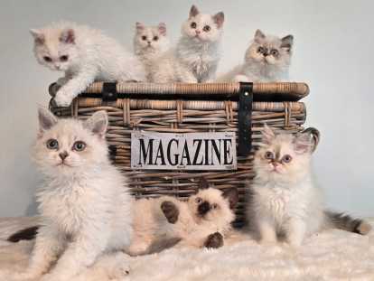 Chatons Selkirk Rex à réserver