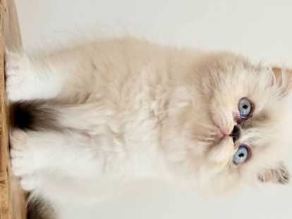 Chatons Selkirk Rex à réserver