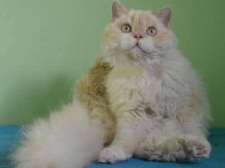 Chatons Selkirk Rex adulte