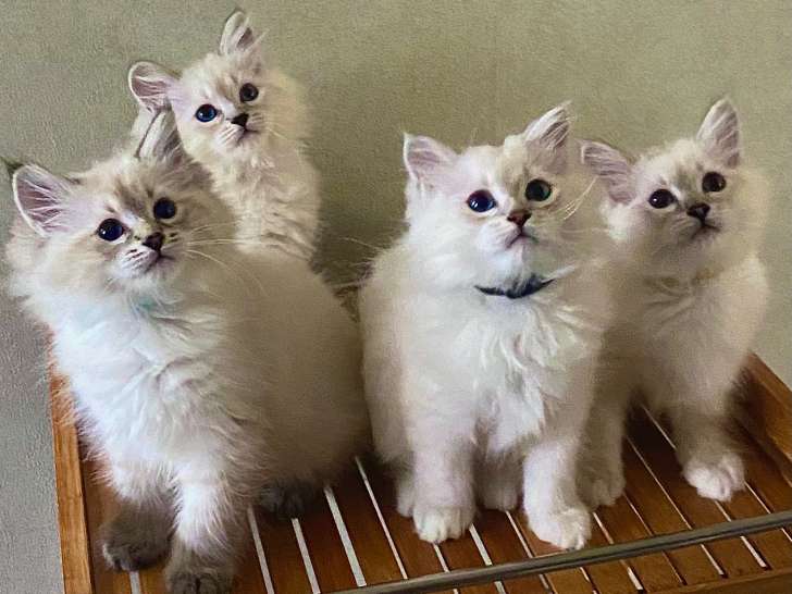 Chatons de race Sibérien à vendre (1 femelle & 3 mâles)