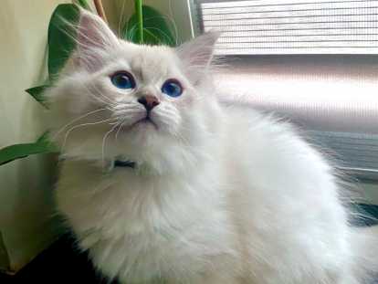 Chatons de race Sibérien à vendre (1 femelle & 3 mâles)