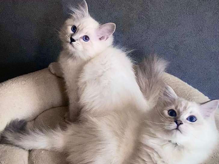 Chatons de race Sibérien à vendre (1 femelle & 3 mâles)