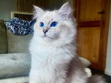 Chatons de race Sibérien à vendre (1 femelle & 3 mâles)