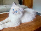 Chatons de race Sibérien à vendre (1 femelle & 3 mâles)