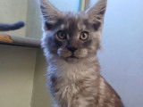 achille