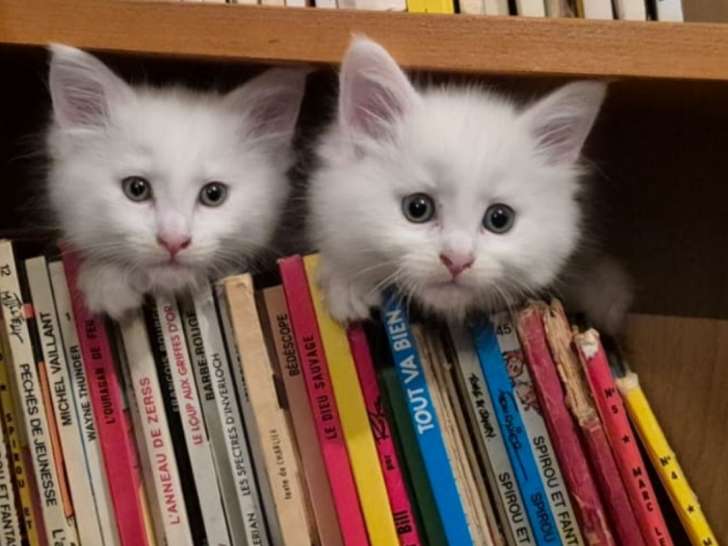 Chatons Angora Turc croisés Maine Coon à vendre