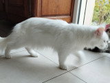 Chatte Maine Coon à vendre
