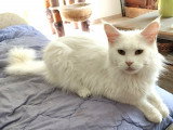 Chatte Maine Coon à vendre