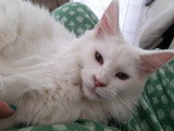 Chatte Maine Coon à vendre