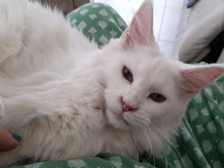 Chatte Maine Coon à vendre