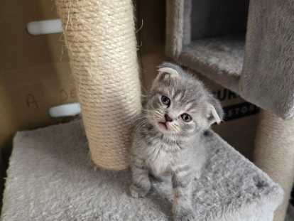Chatons British Shorthair et Scottish Fold bleu tabby et seal point à vendre