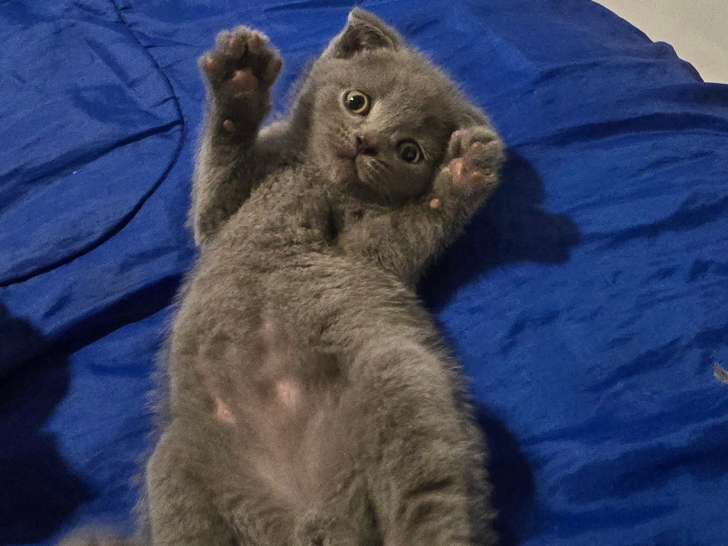 Chatons British Shorthair et Scottish Fold bleu tabby et seal point à vendre