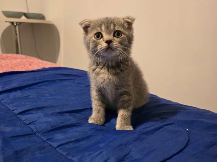 Chatons British Shorthair et Scottish Fold bleu tabby et seal point à vendre