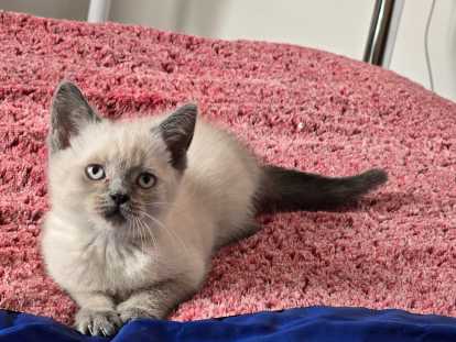 Chatons British Shorthair et Scottish Fold bleu tabby et seal point à vendre