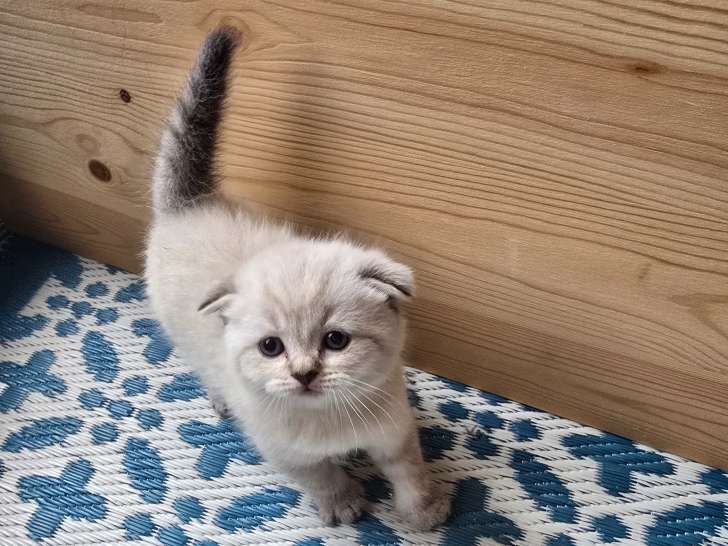 Chatons British Shorthair et Scottish Fold bleu tabby et seal point à vendre