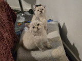 Chatons British Shorthair et Scottish Fold bleu tabby et seal point à vendre