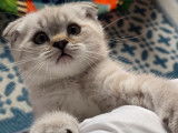 Chatons British Shorthair et Scottish Fold bleu tabby et seal point à vendre