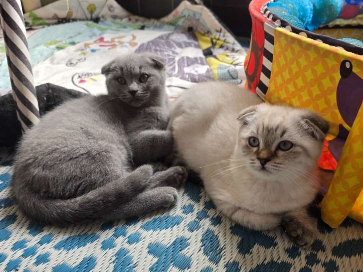 Chatons British Shorthair et Scottish Fold bleu tabby et seal point à vendre