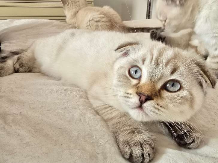 Chatons British Shorthair et Scottish Fold bleu tabby et seal point à vendre