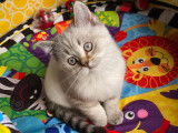 Chatons British Shorthair et Scottish Fold bleu tabby et seal point à vendre