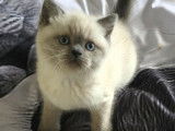 Chatons British Shorthair et Scottish Fold bleu tabby et seal point &agrave; vendre