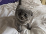 Chatons British Shorthair makkerel tabby et Scottish Fold bleu vendre