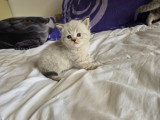 Chatons British Shorthair makkerel tabby  et Scottish Fold bleu vendre
