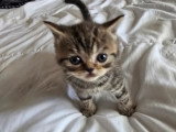 Chatons British Shorthair makkerel tabby et Scottish Fold bleu vendre