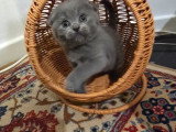 British Shorthair bleu  et Scottish Fold bleu vendre