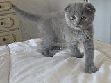 Chatons British Shorthair makkerel tabby  et Scottish Fold bleu vendre