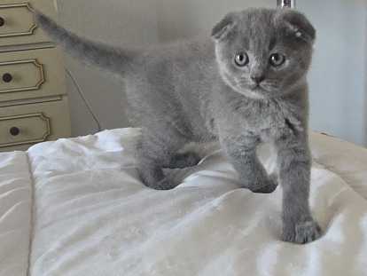 British Shorthair bleu  et Scottish Fold bleu vendre