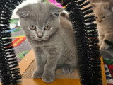 British Shorthair bleu  et Scottish Fold bleu vendre