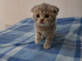 British Shorthair bleu  et Scottish Fold bleu vendre