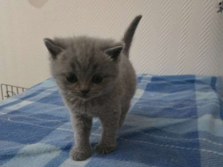 British Shorthair bleu  et Scottish Fold bleu vendre