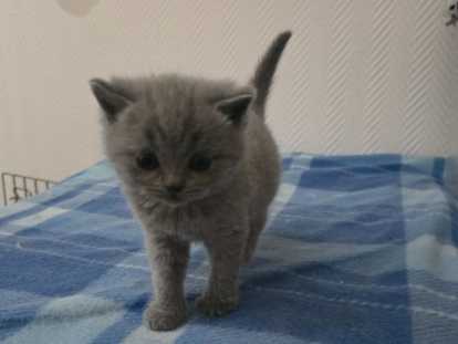 British Shorthair bleu  et Scottish Fold bleu vendre