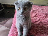 British Shorthair bleu  et Scottish Fold bleu vendre
