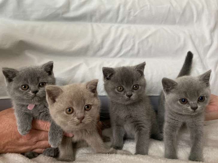 Chatons British Shortair LOOF à vendre