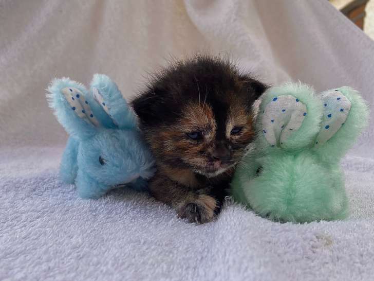 Chatons à donner