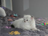 Chaton de race Sibérien mâle à vendre