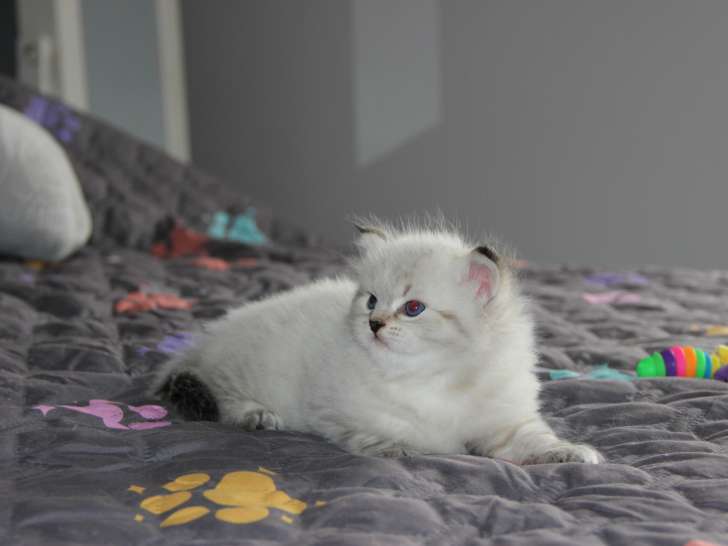 Chaton de race Sibérien mâle à vendre