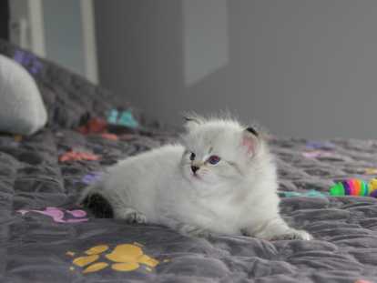 Chaton de race Sibérien mâle à vendre