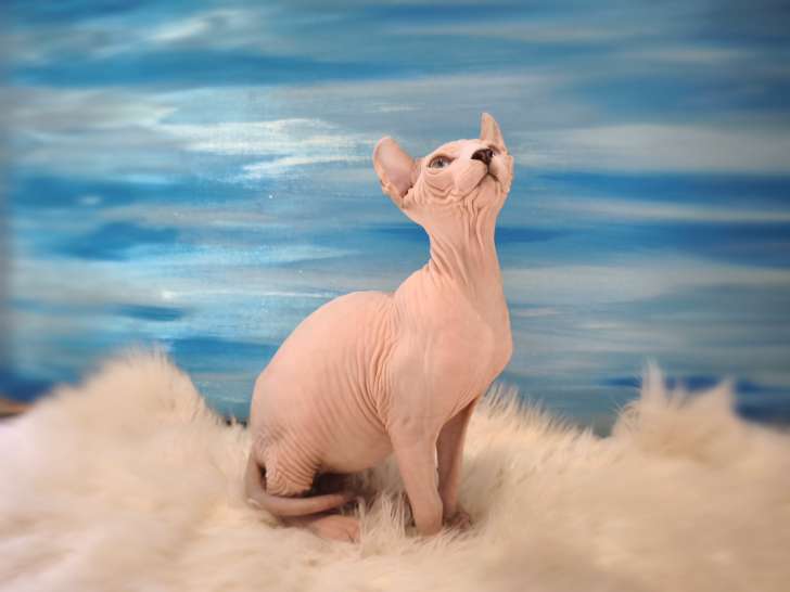 Sublime chaton Elf-Cat à vendre