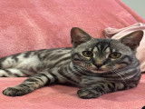 Milo, mâle Bengal black silver LOOF disponible pour saillie